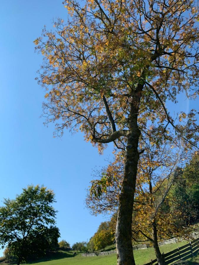 Villa Floris Bressanone Zewnętrze zdjęcie